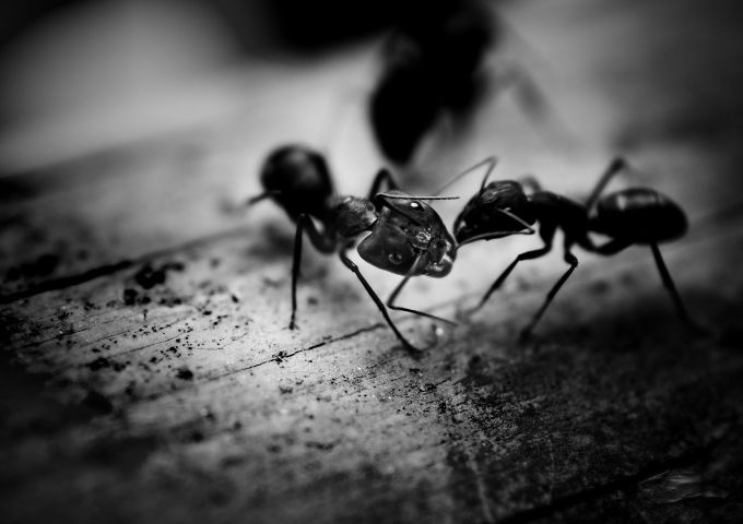 黒い背景。アリの喧嘩